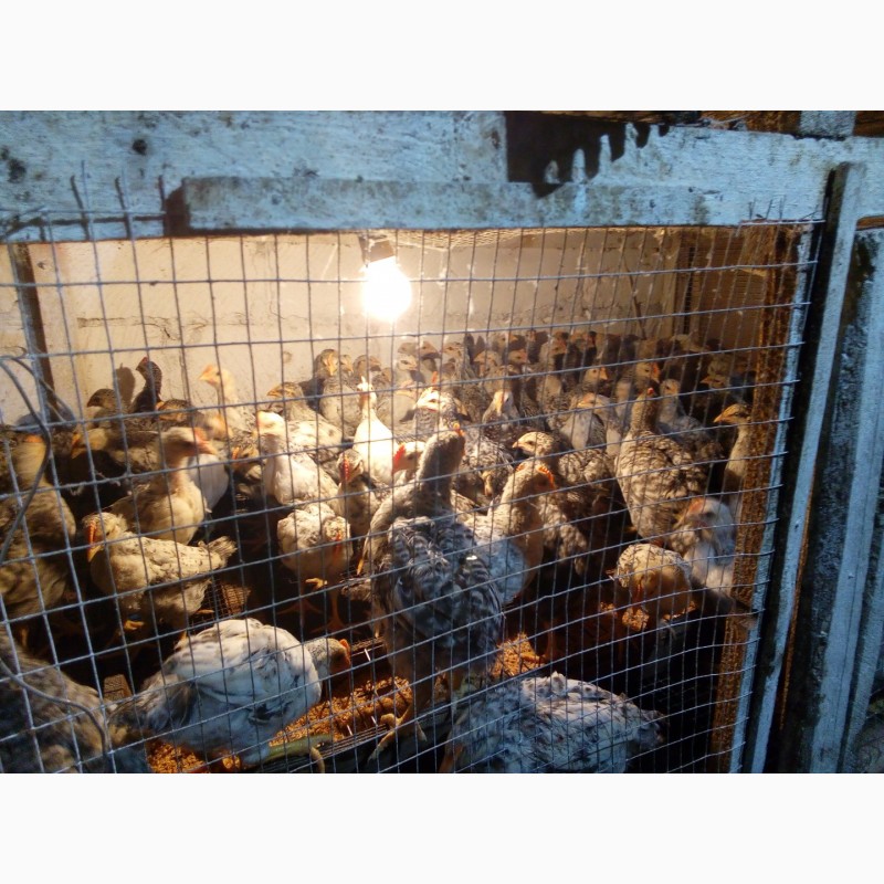 Фото 8. Продам суточных и подрощеных цыплят