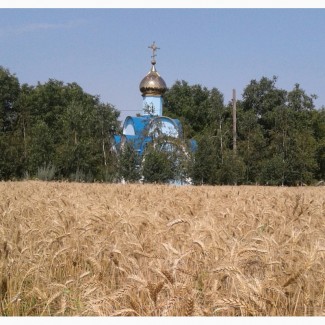 Озимая пшеница Мудрость Одесская, семена (элита, 1 репродукция), урожай 2019 года