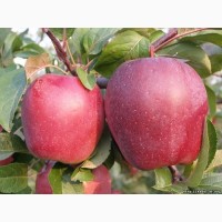 Продам яблоки зимних сортов. Из сада, урожай 2018 г, Луганская обл