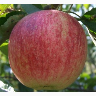 Яблоки Росавка - опт и крупный опт