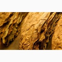Продам листья табака, Сорт Берли, выращен в Болгари