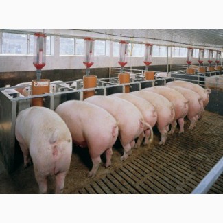 БМВД Feedline фініш 12% для свиней від 60 до 115 кг м. Львів