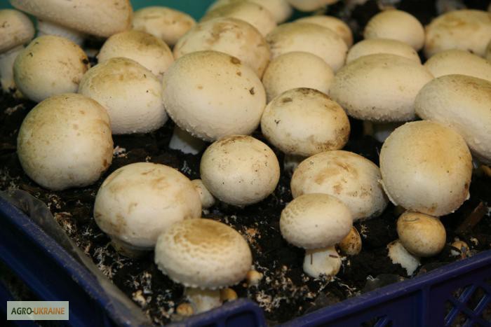 Купить МИЦЕЛИЙ шампиньонов, Запорожье, Мицелий грибов — APKUA