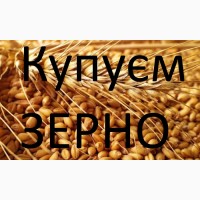 Закупимо пшеницю постійно у сільгоспвиробників