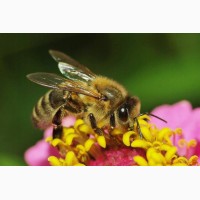 Продам пчелосемьи, пчёлы
