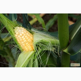 Насіння кукурудзи Марсель, фр. стандарт, ФАО-280