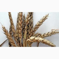 Закупка проблемної пшениці