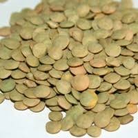 Продаем высококачественные семена чечевицы зеленая сорт Линза