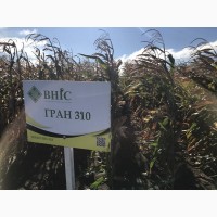 Семена кукурузы Гран 310 (ФАО 250) напрямую от ВНИС