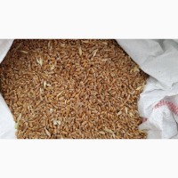 Куплю с поля пшеницу фуражную и продовольственную