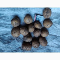 Продам насіннєву картоплю