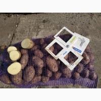 Фермерское хозяйство реализует картофель 5, 00 ГРН