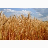 Семена озимой (двуручка) пшеницы ГРАНУС Германия