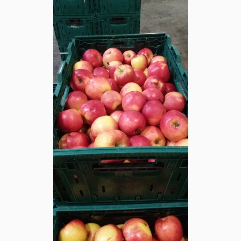 Фото 11. Продам яблука з холодильника
