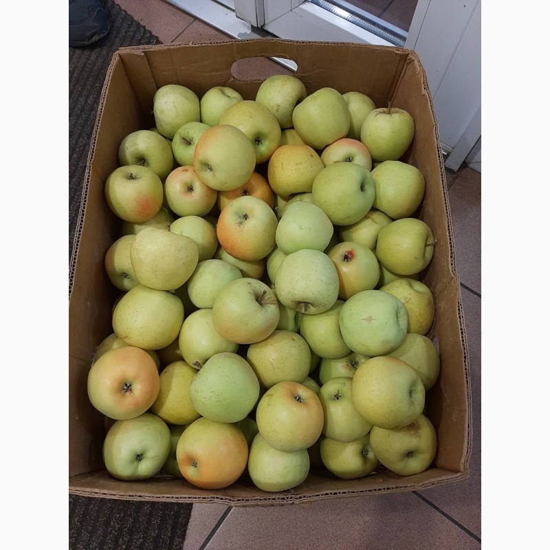 Фото 14. Продам яблука з холодильника