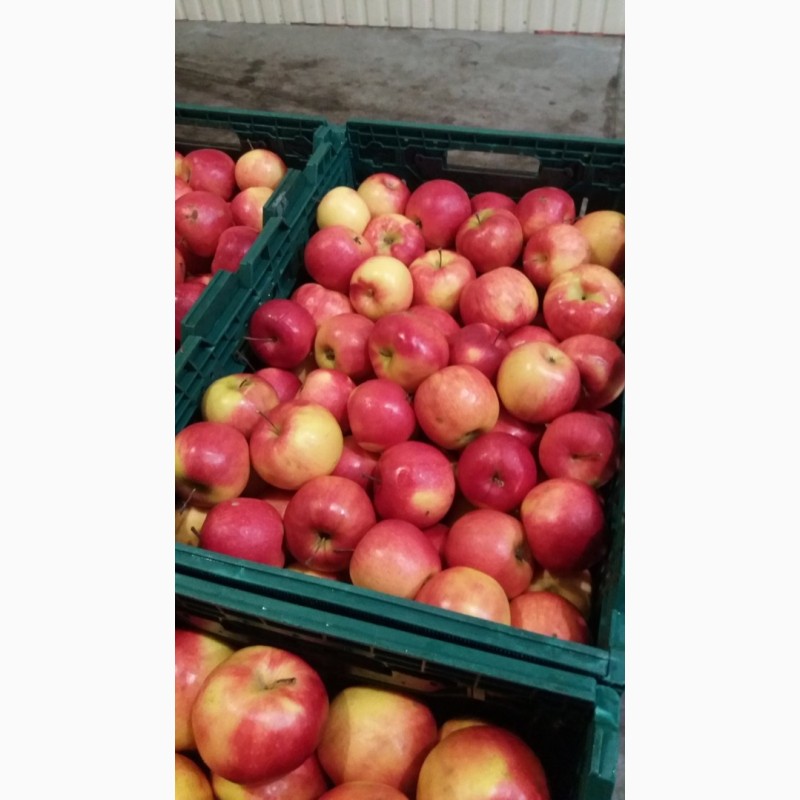 Фото 9. Продам яблука з холодильника