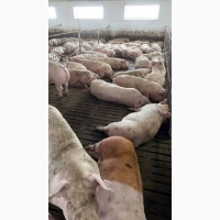Продаж свиней живою вагою (вага 120-130 кг)