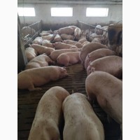 Продаж свиней живою вагою (вага 120-130 кг)