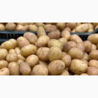 Продам оптом молоду картоплю, всі області України