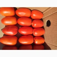 Продам помідор сливка