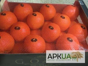 Фото 12. Продаем апельсин из Испании