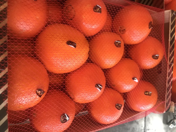 Фото 5. Продаем апельсин из Испании