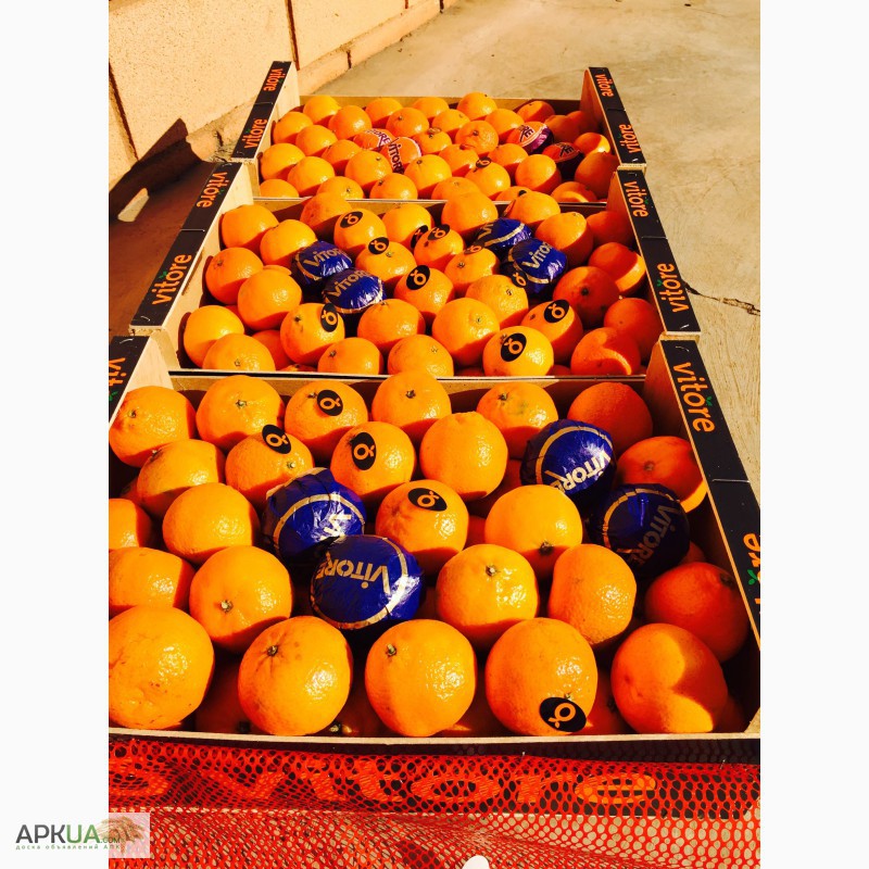 Фото 5. Продам СВІЖІ ІСПАНСЬКІ хурму, мандарину, гранати, апельсини