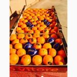Продам СВІЖІ ІСПАНСЬКІ хурму, мандарину, гранати, апельсини