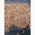 Семена лука севка (тыканка) арпаш - хорошего качества