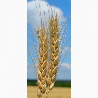 Продам семена озимой пшеницы Вдала (элита)