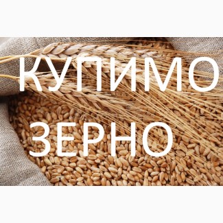 Закуповуємо пшеницю фуражну по Стрийському районі
