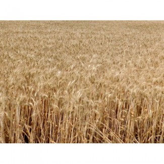 Озимая пшеница Нива Одесская, семена (элита, 1 репродукция), урожай 2019 года