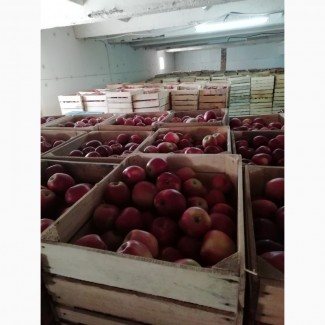 Господарство реалізує яблука осінніх та зимових сортів