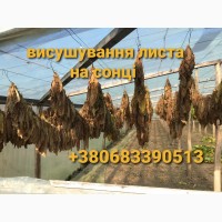 Проодам Тютюн Вірджінія та Берлі ціна 400 грн 1кг