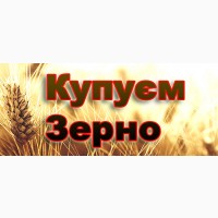 Терміново куплю пшеницю продовольчу по Львівській області