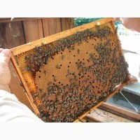 Купити бджолопакети Карпатки 2019
