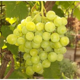 Продам виноград Сурученский