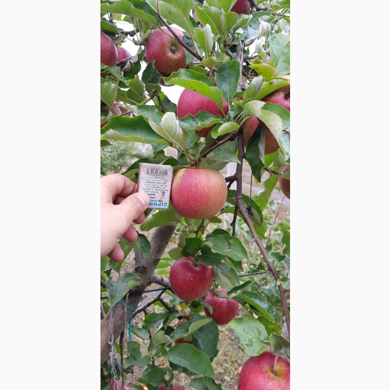 Фото 8. Реалізуєм яблука власного виробництва врожаю 2019 року