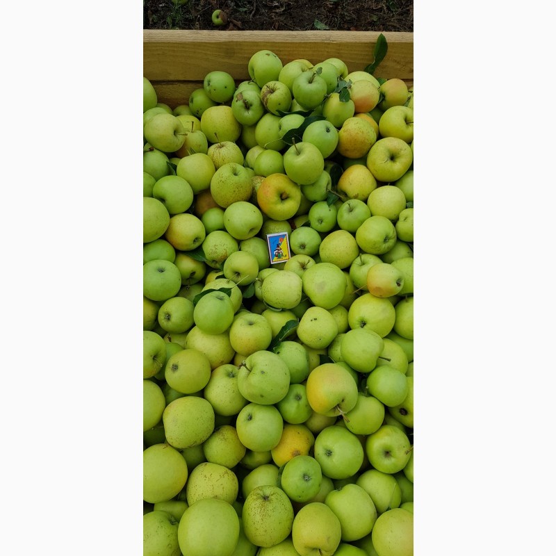 Фото 10. Реалізуєм яблука власного виробництва врожаю 2019 року