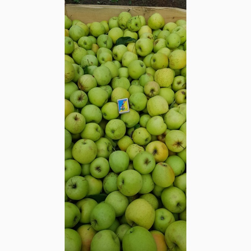 Фото 2. Реалізуєм яблука власного виробництва врожаю 2019 року
