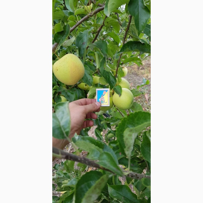Фото 3. Реалізуєм яблука власного виробництва врожаю 2019 року