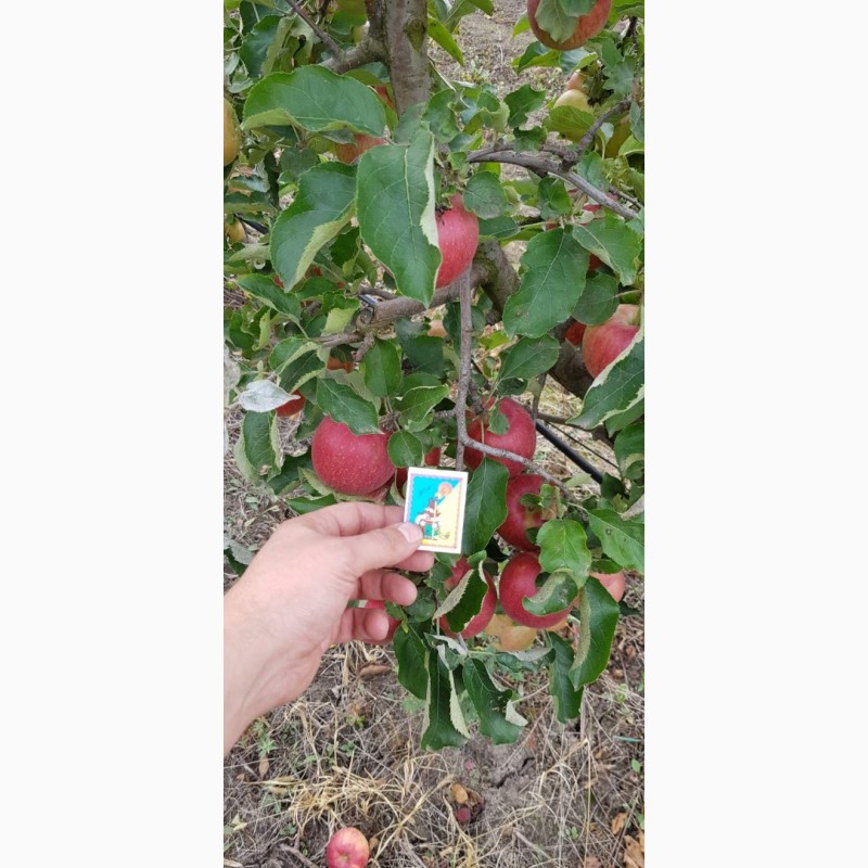 Фото 4. Реалізуєм яблука власного виробництва врожаю 2019 року