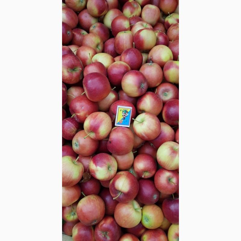 Фото 5. Реалізуєм яблука власного виробництва врожаю 2019 року
