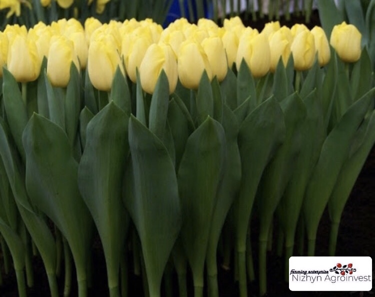 Фото 2. Продажа тюльпанов тюльпаны оптом готовые букеты