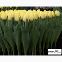 Продажа тюльпанов тюльпаны оптом готовые букеты
