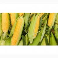 Семена кукурузи ДН Галатея