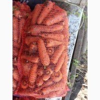 Продам морковь сорт Кесена
