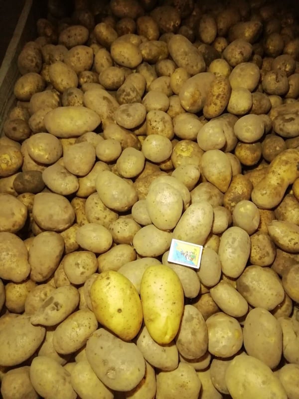 Картофель свежий, Бернина урожай 2021г
