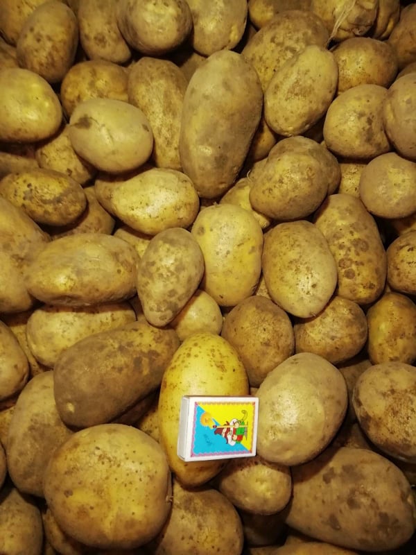 Фото 3. Картофель свежий, Бернина урожай 2021г