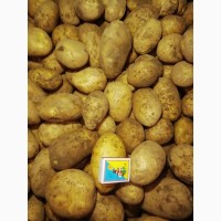 Картофель свежий, Бернина урожай 2021г